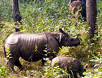 Chitwan