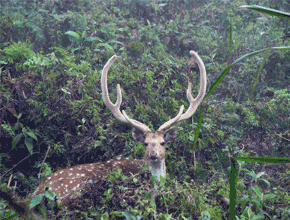 chitwanriversideresort-p1.gif
