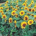 flowerexponepal70.jpg