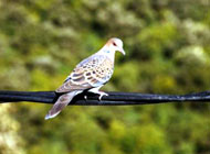 Bird Watching